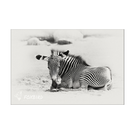 Zebra, liegend, black and white