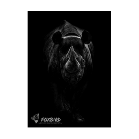 Spitzmaulnashorn, nashorn, black and white, portrait, afrika, big five