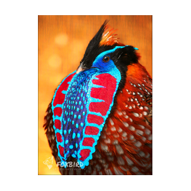 Tragopan, balz, vogel, farbenfroh, künstlerisch, portrait, rarität, natur