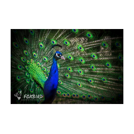 pfau, pfauenfedern, augen, vögel, natur, eleganz, 