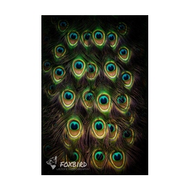 pfau, pfauenfedern, augen, vögel, natur, eleganz, 