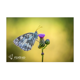 Schachbrettfalter, falter butterfly, distel, blüte, morgenlicht, sommer