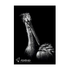 Krauskopfpelikan, fineart, monochrome, birds, pelican, nature, black and white