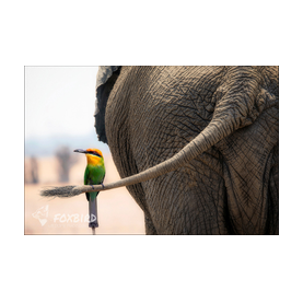 Bienenfresser, boehms beeeater, elefant, art, künstlerisch, creative, funny, 